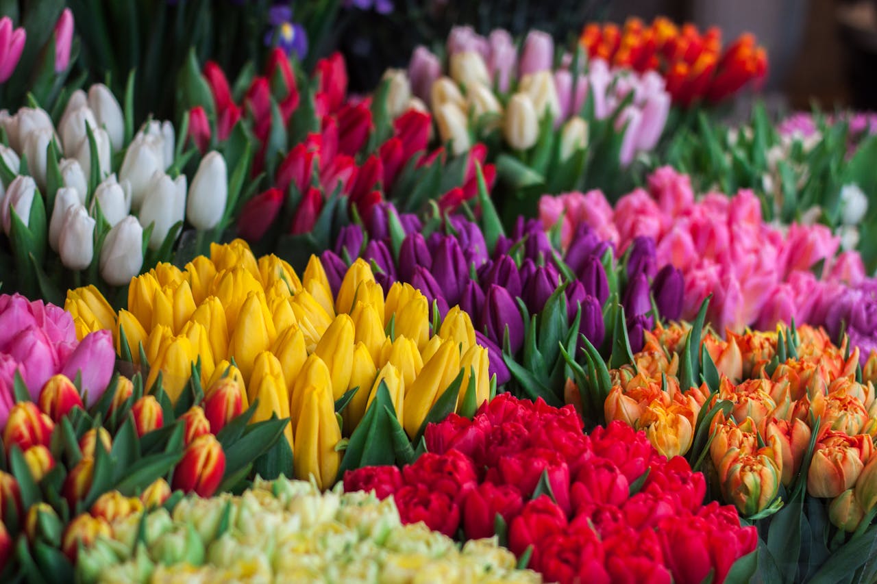 A stunning selection of multicolored tulips in full bloom, showcasing nature